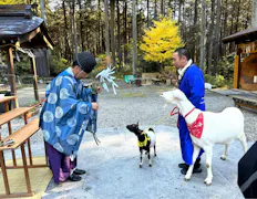 ヤギと大悟