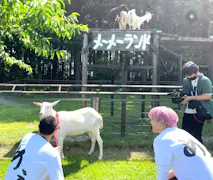 ヤギと大悟