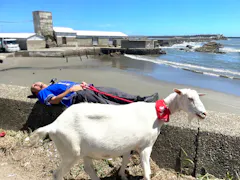 ヤギと大悟