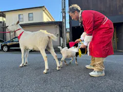 ヤギと大悟
