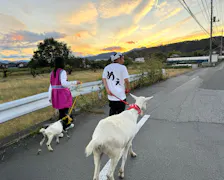 ヤギと大悟