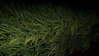 ガイアの夜明け
