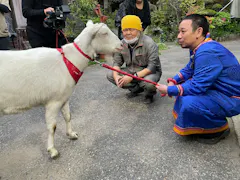 ヤギと大悟