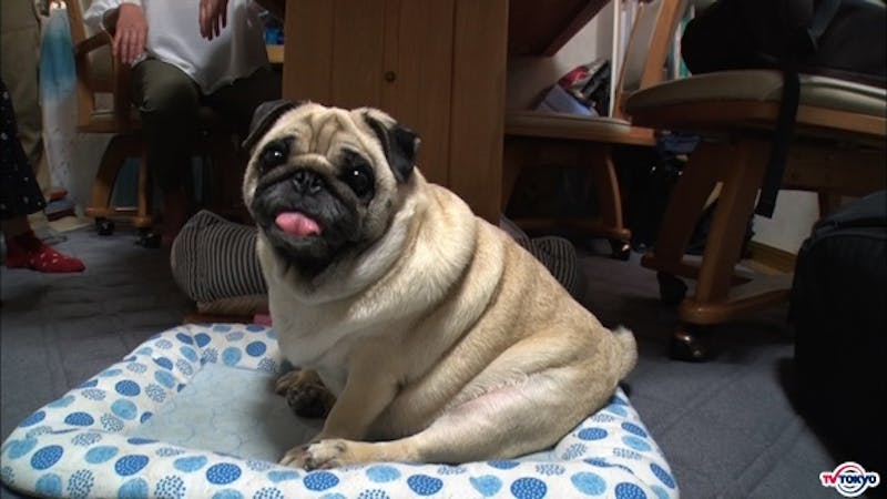 散歩を5分でバテる柴犬 だるだるの体のパグの2匹がダイエットに挑戦する姿に密着 どうぶつピース テレ東 リリ速 テレ東リリース最速情報 テレビ東京 bsテレ東 7ch 公式 散歩を5分でバテる柴犬 だるだるの体のパグの2匹がダイエットに挑戦する姿に密着 どうぶつピース テレ東 リリ速 テレ東リリース最速情報 テレビ東京 bsテレ東 7ch 公式