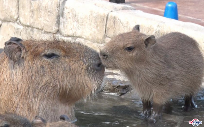 動物園の冬支度 激かわ カピバラの赤ちゃん はじめての露天風呂 テレ東 リリ速 テレ東リリース最速情報 テレビ東京 ｂｓテレ東 7ch 公式