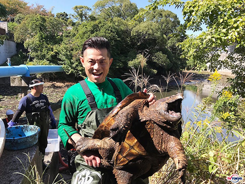 福岡県 小倉で巨大怪獣ガメラ出た 的場浩司が番組史上最大のワニガメを捕獲 緊急 Sos 池の水ぜんぶ抜く大作戦 3時間半 Sp テレ東 リリ速 テレ東リリース最速情報 テレビ東京 bsテレ東 7ch 公式 福岡県 小倉で巨大怪獣ガメラ出た 的場浩司が番組史上最大のワニガメを捕獲 緊急 Sos 池の水ぜんぶ抜く大作戦 3時間半 Sp テレ東 リリ速 テレ東リリース最速情報 テレビ東京 bsテレ東 7ch 公式