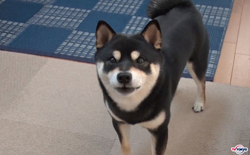 動物園の冬支度 激かわ カピバラの赤ちゃん はじめての露天風呂 テレ東 リリ速 テレ東リリース最速情報 テレビ東京 ｂｓテレ東 7ch 公式