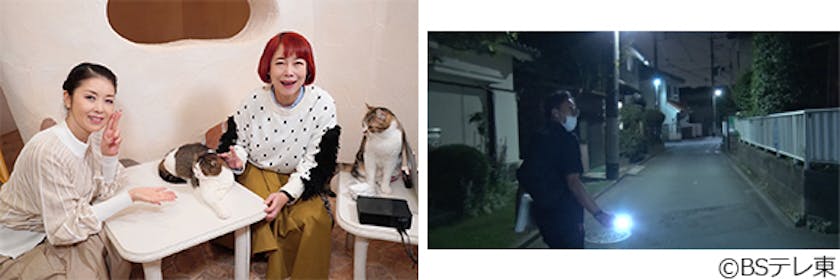 ネコ大好き 歌手 藤あや子が迷子ペット探し番組のｍｃに 火曜ファンタイム うちのコ 知りませんか ペット探偵の事件簿 テレ東 リリ速 テレ東リリース最速情報 テレビ東京 ｂｓテレ東 7ch 公式