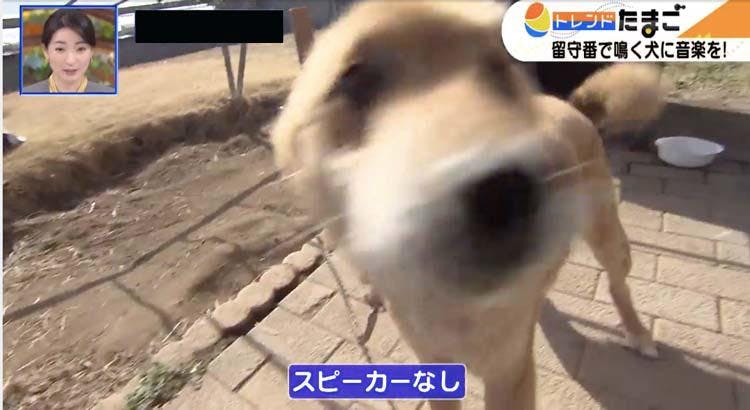 田中瞳アナがリポート やんちゃな犬も落ち着かせる犬用音楽スピーカー テレ東プラス