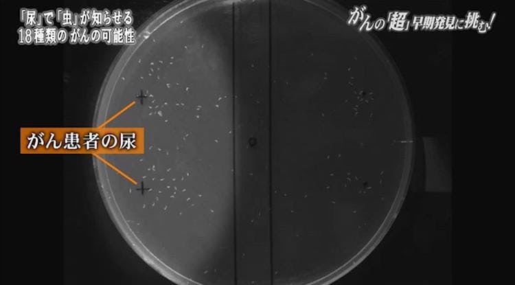 虫で がん を早期発見 世界初の挑戦 ガイアの夜明け テレ東プラス 虫で がん を早期発見 世界初の挑戦 ガイアの夜明け テレ東プラス
