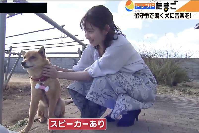 田中瞳アナがリポート やんちゃな犬も落ち着かせる犬用音楽スピーカー テレ東プラス