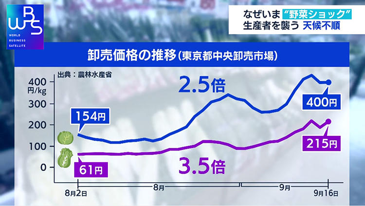 レタスが約2.5倍、白菜は約3.5倍に！ 葉物野菜の高騰で動き出す「世界最大級の工場」＜WBS＞ | テレビ東京・ＢＳテレ東の読んで見て感じるメディア  テレ東プラス