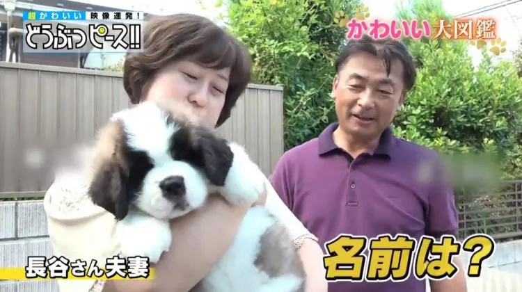 わんぱく新入りワンちゃん 怖 い先輩犬と初対面 どうぶつピース かわいい大図鑑 テレ東プラス