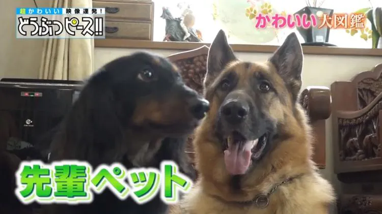 わんぱく新入りワンちゃん 怖 い先輩犬と初対面 どうぶつピース かわいい大図鑑 テレ東プラス