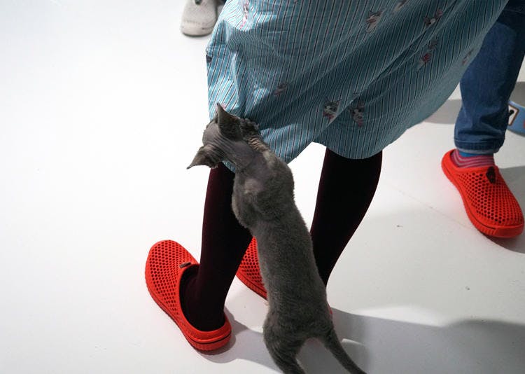 スマホを逆さに しょこたん つるのが かわいい猫写真を撮るコツ を学ぶ テレ東プラス スマホを逆さに しょこたん つるのが かわいい猫写真を撮るコツ を学ぶ テレ東プラス