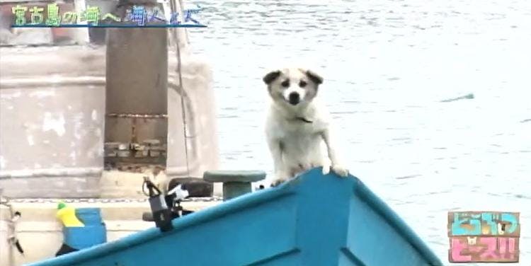 感動 池間の 忠犬ハチ公 宮古島エメラルドグリーンの海で一緒に漁をする海 テレ東プラス