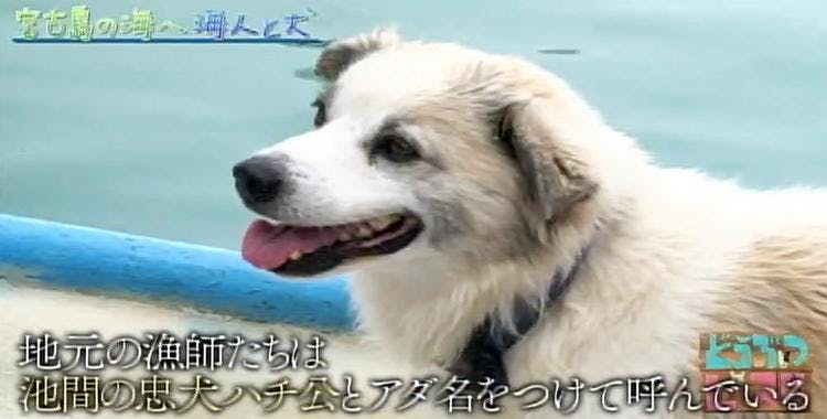 感動 池間の 忠犬ハチ公 宮古島エメラルドグリーンの海で一緒に漁をする海 テレ東プラス