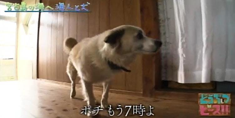 感動 池間の 忠犬ハチ公 宮古島エメラルドグリーンの海で一緒に漁をする海 テレ東プラス 感動 池間の 忠犬ハチ公 宮古島エメラルドグリーンの海で一緒に漁をする海 テレ東プラス