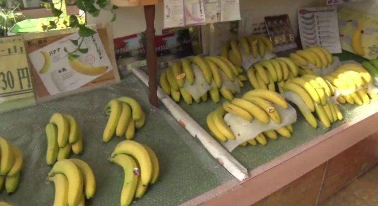 千葉県館山人が愛する 究極のバナナ とは バナナ専門店店主が テレ東プラス