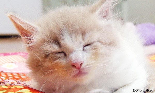 赤ちゃんネコの爆笑 超かわいいハプニング スリッパに飛び込むネコの秘密とは テレ東プラス