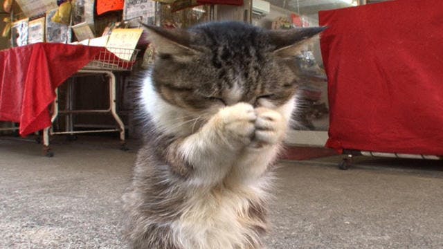 激かわカツラ猫 超個性派ペット大集合 超かわいい映像連発 どうぶつピース テレ東プラス 激かわカツラ猫 超個性派ペット大集合 超かわいい映像連発 どうぶつピース テレ東プラス