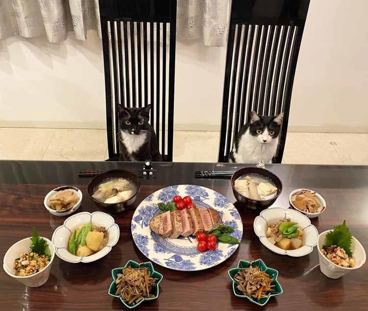 保護猫活動にも力を入れる藤あや子 愛猫 マルオレ がくれた幸せ テレ東プラス 保護猫活動にも力を入れる藤あや子 愛猫 マルオレ がくれた幸せ テレ東プラス