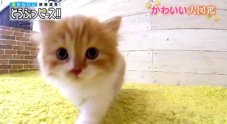 赤ちゃん猫のウトウト対決 段ボール大好きねこの仮装大会 どうぶつピース かわいい大図鑑 テレ東プラス