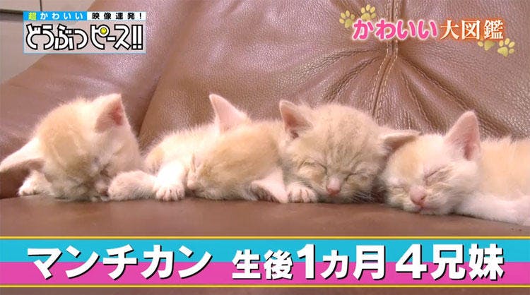 かわいすぎるでんぐり返し マンチカンの赤ちゃん どうぶつピース かわいい大図鑑 テレ東プラス かわいすぎるでんぐり返し マンチカンの赤ちゃん どうぶつピース かわいい大図鑑 テレ東プラス