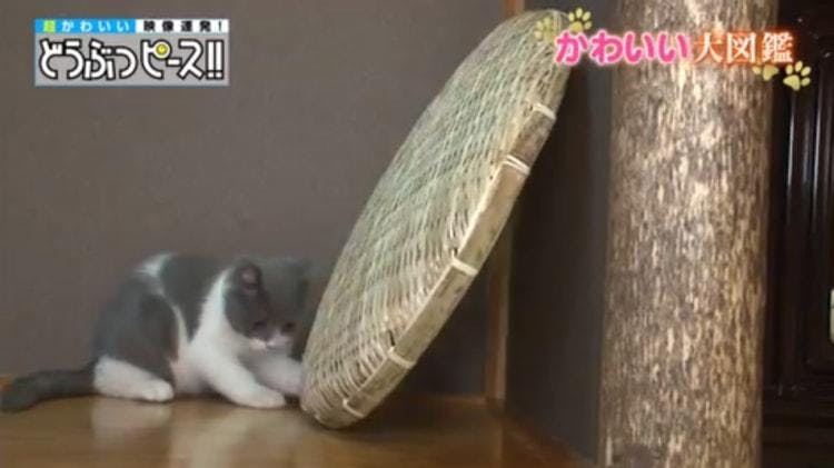 ダンディ猫対決 あなたは口ひげ派 アゴひげ派 どうぶつピース かわいい大図鑑 テレ東プラス