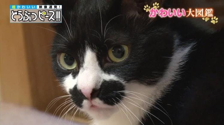 ダンディ猫対決 あなたは口ひげ派 アゴひげ派 どうぶつピース かわいい大図鑑 テレ東プラス ダンディ猫対決 あなたは口ひげ派 アゴひげ派 どうぶつピース かわいい大図鑑 テレ東プラス