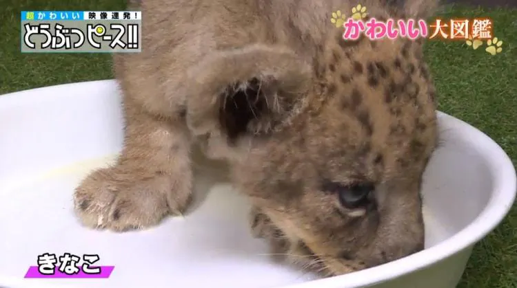 ネコvsライオンの赤ちゃん かわいいウトウトからの寝起きレース どうぶつピース かわいい大図鑑 テレ東プラス