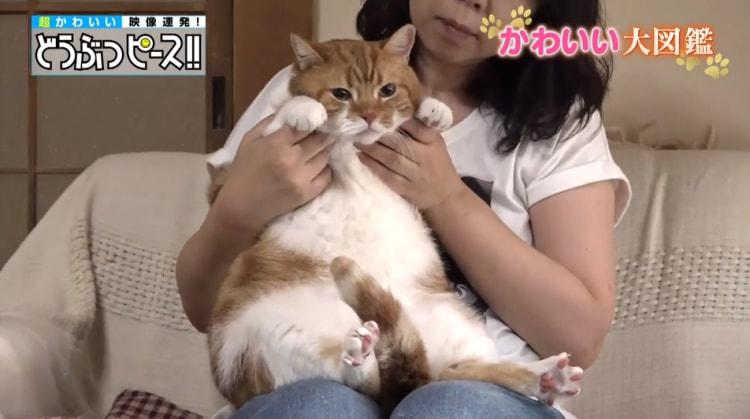 2歳で体重10kgの猫！ ぽっちゃりのワケは性格にあり！？：どうぶつ