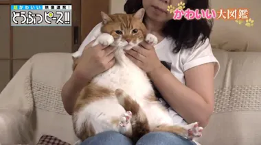 2歳で体重10kgの猫！ ぽっちゃりのワケは性格にあり！？：どうぶつ  