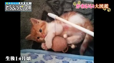 2歳で体重10kgの猫！ ぽっちゃりのワケは性格にあり！？：どうぶつ  