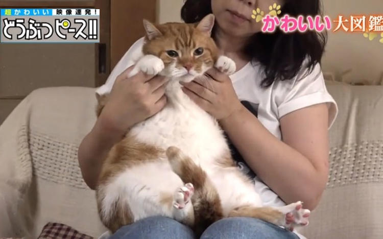 2歳で体重10kgの猫！ ぽっちゃりのワケは性格にあり！？：どうぶつ 