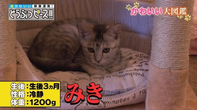 あの猫ちゃんは今 おてんば赤ちゃんがさらなる進化を遂げていた どうぶつピース かわいい大図鑑 テレ東プラス