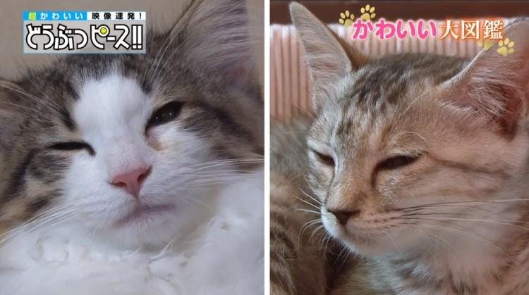 あの猫ちゃんは今 おてんば赤ちゃんがさらなる進化を遂げていた どうぶつピース かわいい大図鑑 テレ東プラス