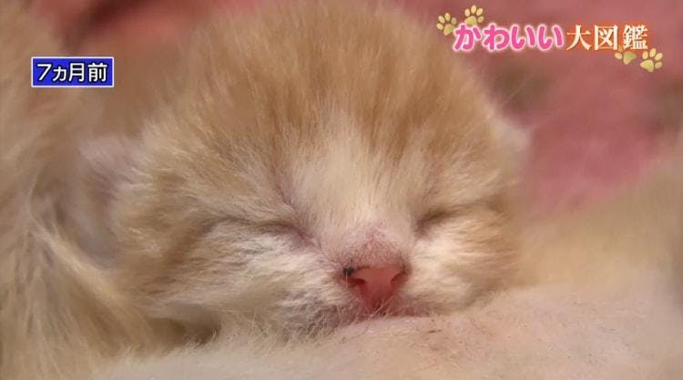 あの猫ちゃんは今 おてんば赤ちゃんがさらなる進化を遂げていた どうぶつピース かわいい大図鑑 テレ東プラス