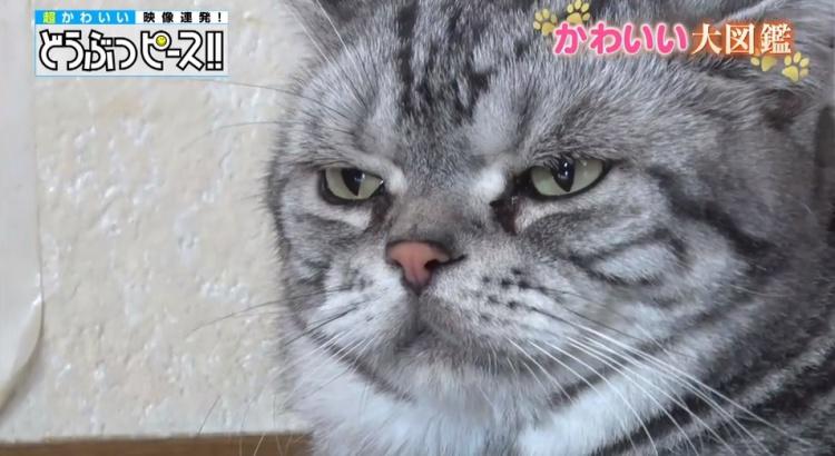 猫文字でハート完成！ 生後28日のアメショー8兄妹のかわいい寝姿 