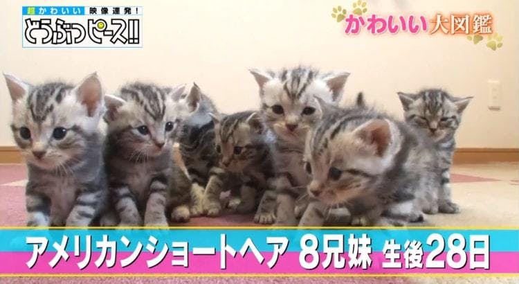 猫文字でハート完成 生後28日のアメショー8兄妹のかわいい寝姿 どうぶつピース かわいい大図鑑 テレ東プラス