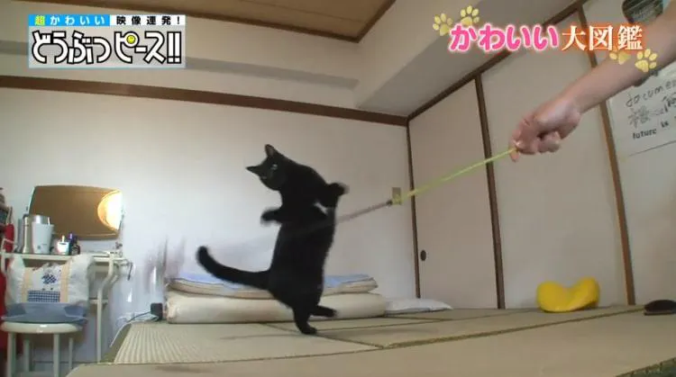 逆さハート柄に セクシーなビキニ柄 珍柄猫ちゃん3連発 どうぶつピース かわいい大図鑑 テレ東プラス