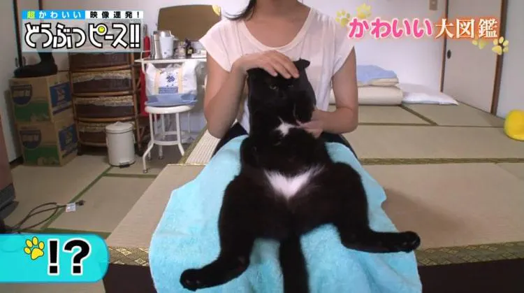 逆さハート柄に セクシーなビキニ柄 珍柄猫ちゃん3連発 どうぶつピース かわいい大図鑑 テレ東プラス