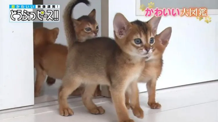 インスタフォロワー5万のグデ猫から ぎゅうぎゅうでお昼寝する猫まで どうぶつピース かわいい大図鑑 テレ東プラス