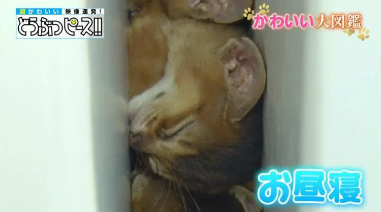 インスタフォロワー5万のグデ猫から ぎゅうぎゅうでお昼寝する猫まで どうぶつピース かわいい大図鑑 テレ東プラス