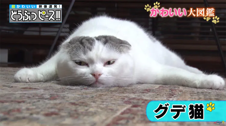 インスタフォロワー5万のグデ猫から ぎゅうぎゅうでお昼寝する猫まで どうぶつピース かわいい大図鑑 テレ東プラス