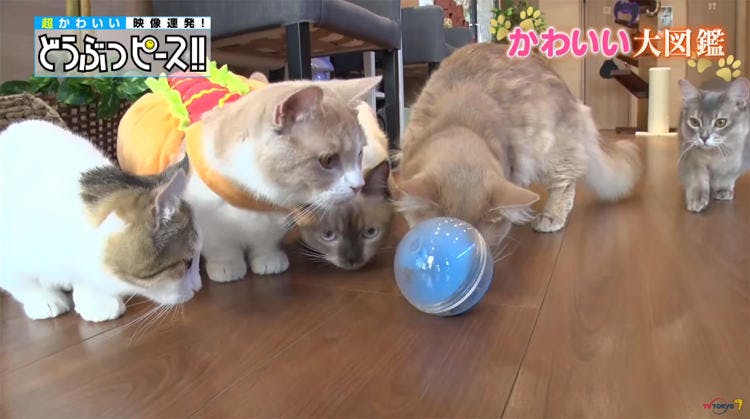 短足猫が大集合 足が届かない猫パンチが激カワ どうぶつピース かわいい大図鑑 テレ東プラス 短足猫が大集合 足が届かない猫パンチが激カワ どうぶつピース かわいい大図鑑 テレ東プラス