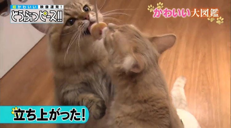 短足猫が大集合 足が届かない猫パンチが激カワ どうぶつピース かわいい大図鑑 テレ東プラス