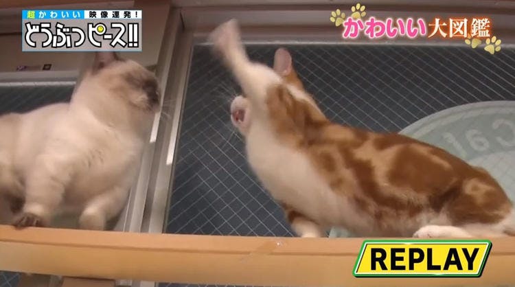 短足猫が大集合 足が届かない猫パンチが激カワ どうぶつピース かわいい大図鑑 テレ東プラス