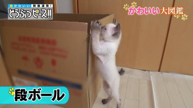 短足猫が大集合 足が届かない猫パンチが激カワ どうぶつピース かわいい大図鑑 テレ東プラス