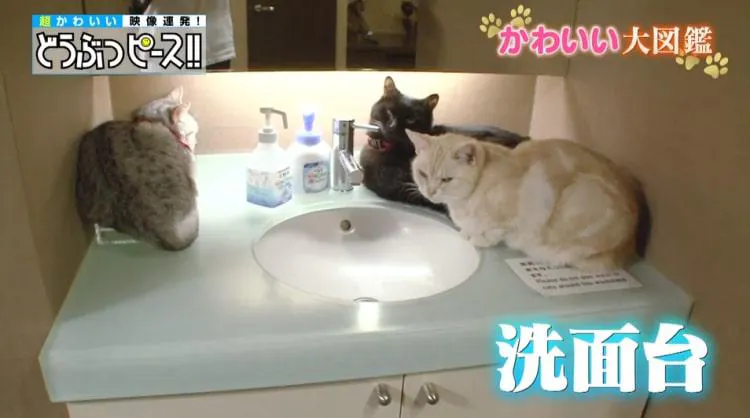 猫咖啡厅紧贴12小时 人山人海不对外国人游客变成的猫dakari 动物和平 可爱的大图鉴 Tere Topla
